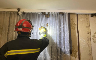 У Луцьку близько 60 кажанів залетіли до квартири, фото