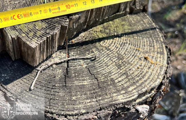 В Киевской области мастеров леса будут судить за незаконную вырубку деревьев на 3,5 млн гривен