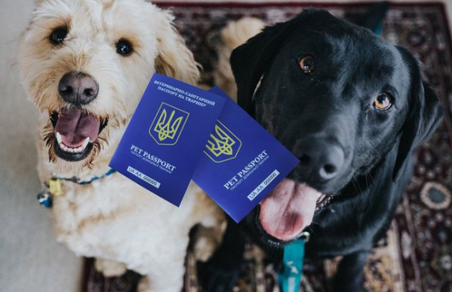 В «Дії» появятся электронные ветеринарные паспорта — что нужно знать владельцам животных