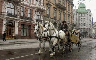 Во Львове запретили конные прогулки в центре города