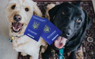 В «Дії» появятся электронные ветеринарные паспорта — что нужно знать владельцам животных