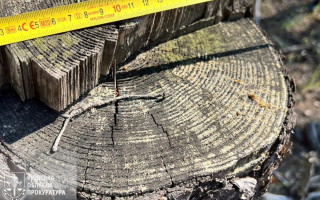 В Киевской области мастеров леса будут судить за незаконную вырубку деревьев на 3,5 млн гривен