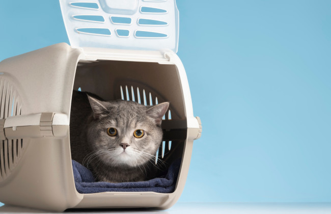 Как получить разрешение на проживание в местах временного поселения вместе с домашними животными – что делать