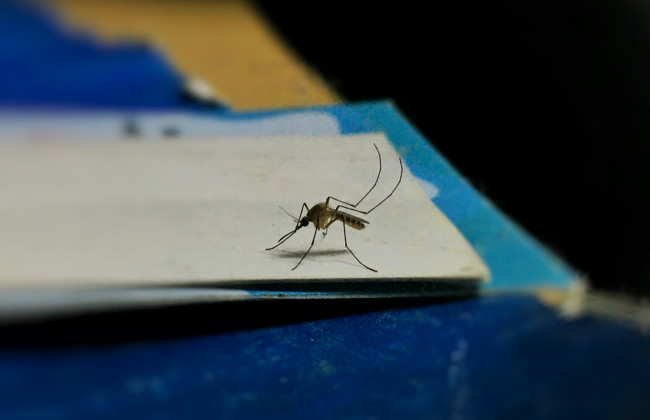 В Киеве 3 человека умерли из-за осложнений лихорадки Западного Нила — переносчиками заболевания являются комары