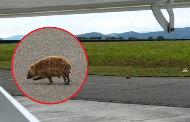 В Германии еж парализовал работу аэродрома