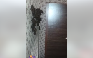 У Києві у дім залетіло понад 350 кажанів, відео