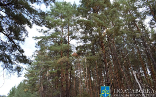 На Полтавщині майже 160 га лісу повернули державі із незаконного використання підприємцями