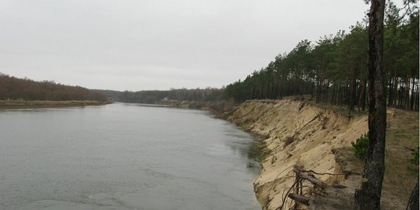 В Десне возле Чернигова потемнела вода: зафиксирован массовый мор рыбы