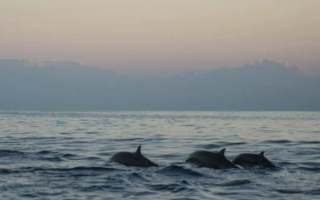 На берегах Одеської області виявили мертвих дельфінів