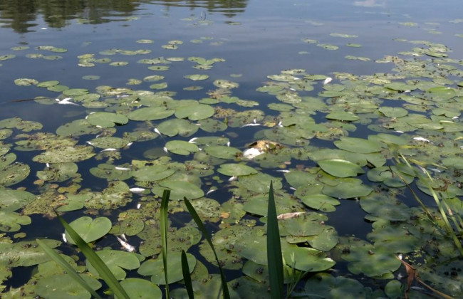 Забруднена вода може досягнути Київщини 14-16 вересня – Міндовкілля