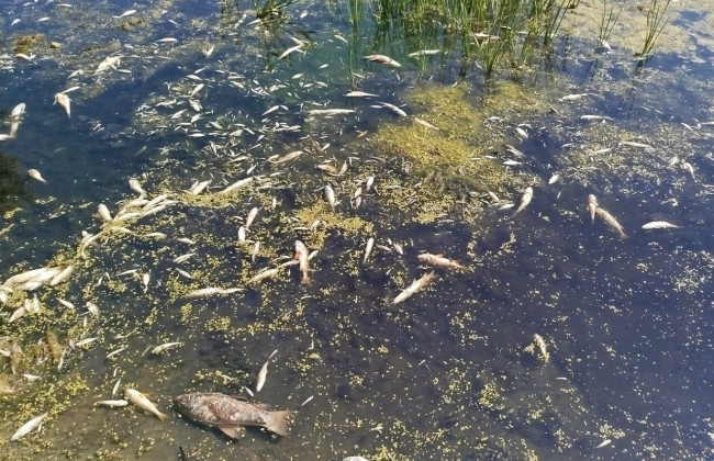 Забруднення Сейму – результат скидання нечистот з російського цукрового заводу, – Шмигаль