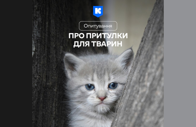 Как улучшить жизнь бездомных животных – опрос