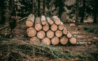 Законопроєкт про ринок деревини готують до другого читання