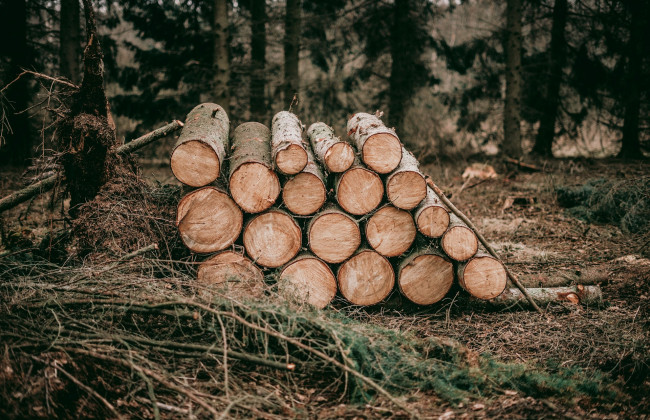 Законопроект о рынке древесины готовят ко второму чтению