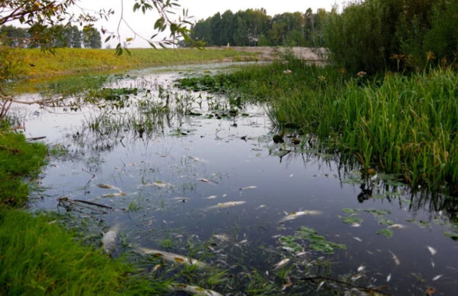 В случае опасности киевлян предупредят за сутки – КГГА объяснила, что будет делать с отравлением рек