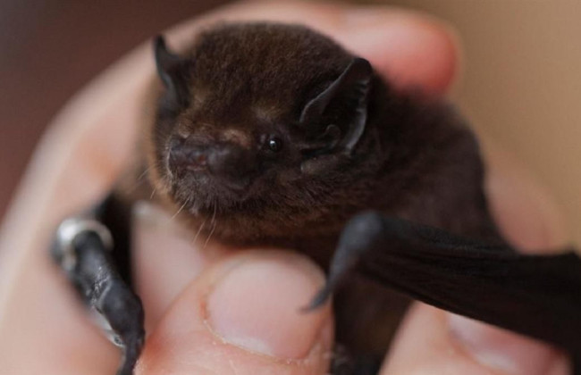 У Сумах кажани покусали двох людей