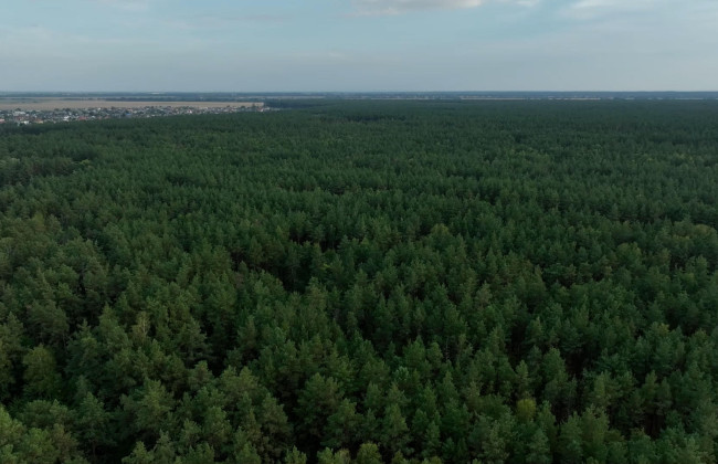 На Київщині запобігли забудові котеджами 60 га лісу