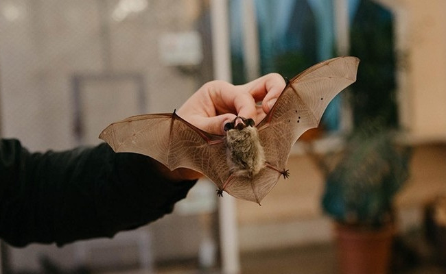 Что делать, если дома нашли летучую мышь — советы Киевского зоопарка
