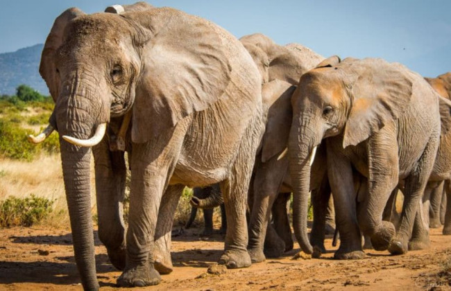 В Африке решили убить 200 слонов, чтобы накормить людей