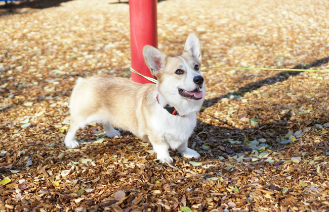 Во Львове владелец корги заплатит компенсацию мужчине, которого ударил, потому что его пес напал на его любимца