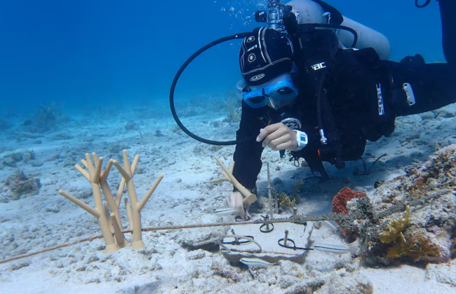 На острові Пуерто-Рико корали вирішили друкувати на 3D-принтерах — це допоже врятувати рифи