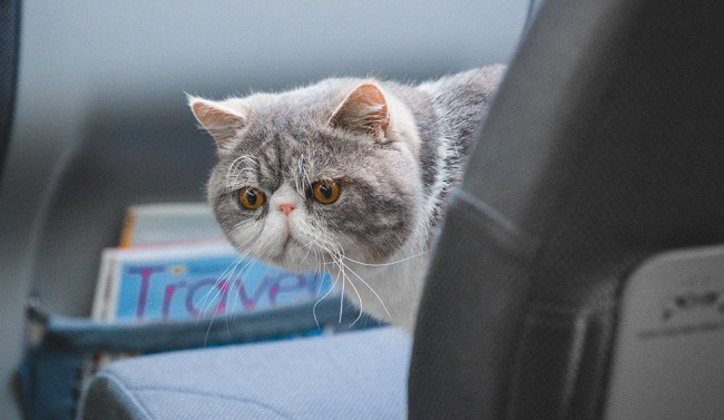 Евросоюз изменил правила ввоза кошек, собак и хорьков