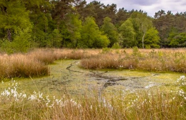 Суд захистив унікальну природну пам’ятку, завадивши видобутку торфу на території «Макового болота» на Рівненщині