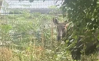 Гуляет между домами уже третий день — в Киеве заметили лося, видео