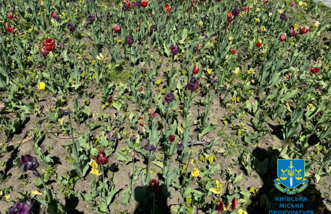 В Киеве коммунальщики закупили луковицы голландских тюльпанов, переплатив более 200 тысяч гривен