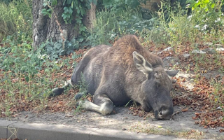 Лося, заблудившегося между домами в Киеве, вернули домой