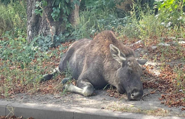 Лося, заблудившегося между домами в Киеве, вернули домой