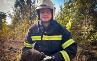 В Киевской области тушат пожары сухой травы — в ГСЧС показали, как спасали ежа из пламени, фото