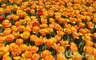 В Киеве директора КП подозревают в переплате 230 000 грн за тюльпаны для клумб