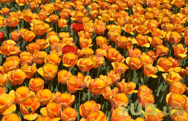 В Киеве директора КП подозревают в переплате 230 000 грн за тюльпаны для клумб