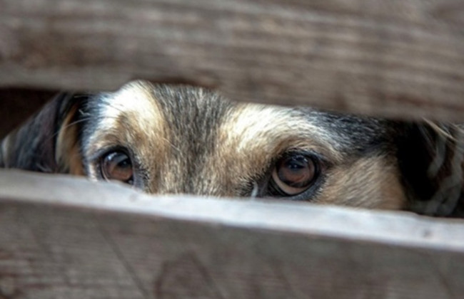 На Полтавщине судили пенсионера, который забил двух соседских собак