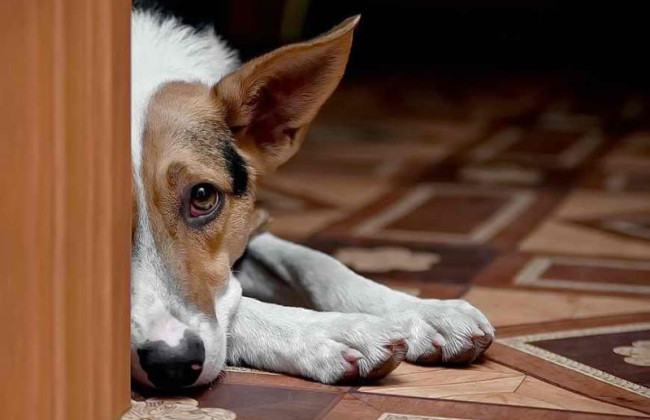 В Ровенской области мужчина привязал собаку к мотоциклу и тащил ее по дороге — делом занялась полиция