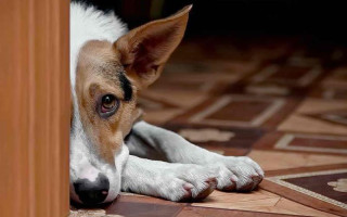 У Рівненській області чоловік прив'язав собаку до мотоцикла і тягнув її по дорозі — справою зайнялася поліція