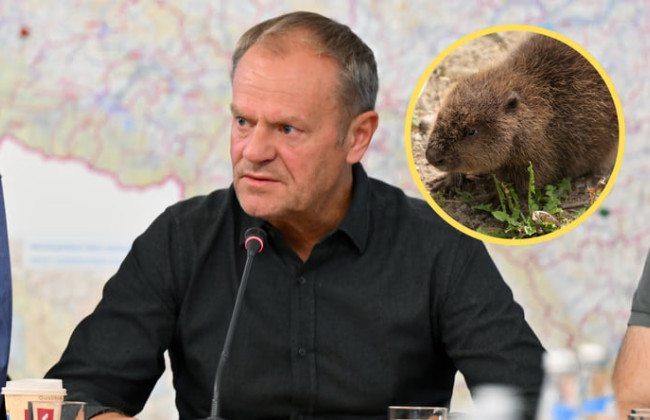 Дональд Туск объявил о войне с бобрами, которые раскапывают дамбы