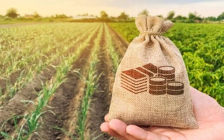 З 1 жовтня стартують перші онлайн-аукціони «Земельного банку» — деталі