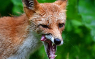 На Сумщине вводят вакцинацию диких плотоядных животных для предотвращения бешенства