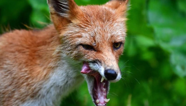 На Сумщине вводят вакцинацию диких плотоядных животных для предотвращения бешенства