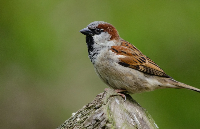 В Киеве практически исчезли воробьи — в чем причина и чем это грозит