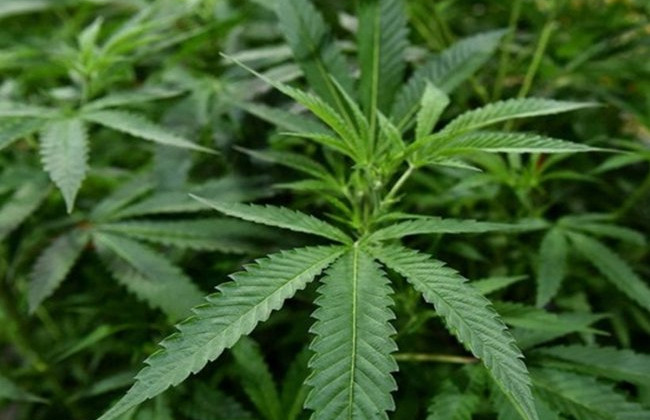 Высушил куст конопли и расфасовал его в зип-пакеты — в Хмельницкой области судили мужчину