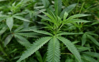 Висушив кущ конопель та розфасував його у зіп-пакети — на Хмельниччині судили чоловіка