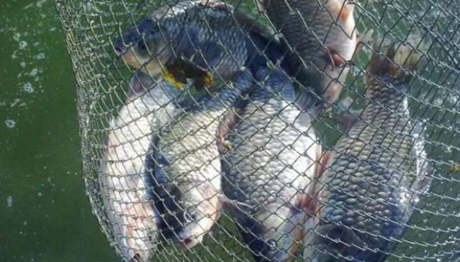 В Хмельницкой области судили браконьера, который ловил сеткой рыбу на территории заповедника