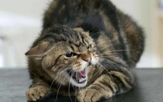 Сказ у домашніх тварин — киянам нагадали про важливість вакцинації