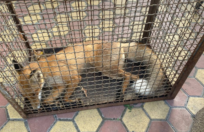 До Дарницького райсуду Києва завітав рудий гість – лисицю передали зоологам