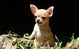 Уголовную ответственность за телесные повреждения, причиненные собаками, которые из-за халатности владельца свободно находились за пределами домовладения, несет владелец этих животных – КУС ВС