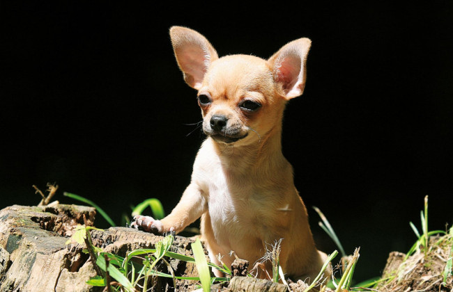Кримінальну відповідальність за тілесні ушкодження, завдані собаками, які через недбалість власника вільно перебували за межами домоволодіння, несе власник цих тварин – ККС ВС