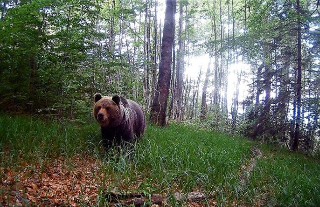 В Словакии недалеко от границы с Украиной медведь смертельно ранил мужчину